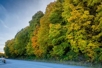 Colorful autumn trees line a rural road in Reads Landing, MN, USA.