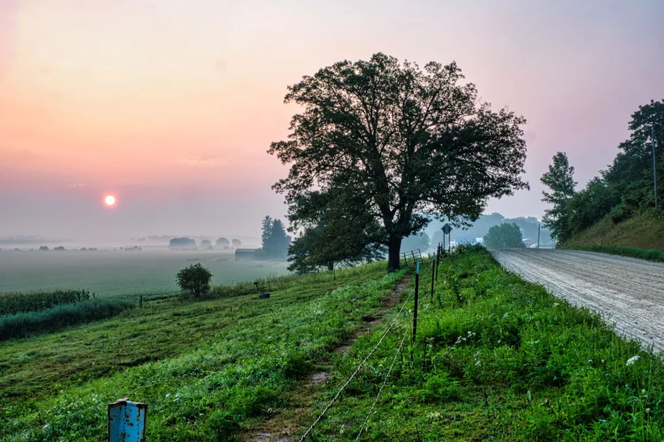 Beautiful rural landscape with tree, dirt road, and foggy sunrise in Minnesota countryside.