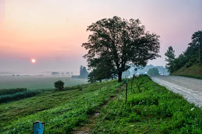 Beautiful rural landscape with tree, dirt road, and foggy sunrise in Minnesota countryside.